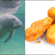 Illustration for article titled What do you get when you cross a manatee with a chicken nugget?